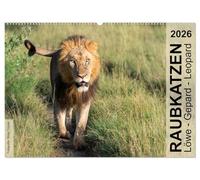 Raubkatzen - Löwe, Gepard, Leopard (Wandkalender 2026 DIN A2 quer), CALVENDO Monatskalender: Wild und frei im südlichen und östlichen Afrika.