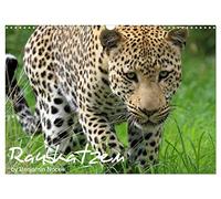 Raubkatzen (Wandkalender 2026 DIN A3 quer), CALVENDO Monatskalender: Die faszinierende Welt der Großkatzen. Löwen, Leoparden, Tiger und Geparden