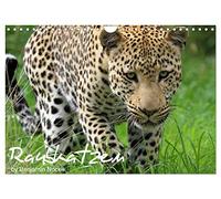 Raubkatzen (Wandkalender 2026 DIN A4 quer), CALVENDO Monatskalender: Die faszinierende Welt der Großkatzen. Löwen, Leoparden, Tiger und Geparden