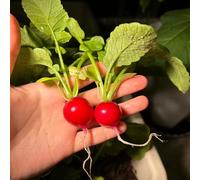 Ravanello riverdimento tetti semi di decorazione balconi semi 2000pcs