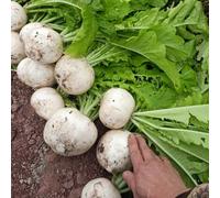 ravanello, semi di ravanello sostenibili balcone con Aiuole rialzate per il giardino Semi di biologici, varietà antiche orticole giardino 500semi