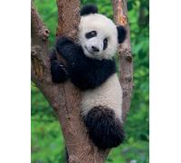 Ravensburger 12000241 - Panda e koala - puzzle 2x500 pezzi - puzzle adulti e ragazzi da 12 anni,