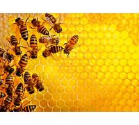 Ravensburger - Puzzle Sfida: le api - 1000 Pezzi