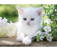 Ravensburger 12000706 - Gattino Bianco - puzzle 1500 pezzi - puzzle adulti e ragazzi da 14 anni, puzzle animali