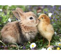 Ravensburger - 500 piece puzzle - Rabbit and Chick (Baby Animal Collection) - Ad