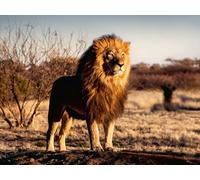 Puzzle 1500 Pezzi Il Re Leone - Puzzle Ravensburger per Adulti e Bambini