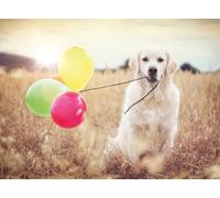 Ravensburger 12000221 - Festa in mongolfiera - puzzle 500 pezzi - puzzle adulti e ragazzi da 12 anni,