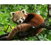 Ravensburger 12000369 - Panda rosso - puzzle 500 pezzi - puzzle adulti e ragazzi da 12 anni, puzzle animali