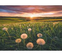 Puzzle 500 pezzi Dandelions al crepuscolo, da 12 anni, puzzle di qualità superiore, 12000592, Ravensburger