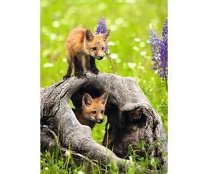 Ravensburger - Puzzle Pesce Curioso 300p 1 St