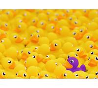Ravensburger 12000587 - Ducks - 1000 Piece Jigsaw Puzzle - Adult & Youth Jigsaw Puzzles from 14 Years, Hard Jigsaw Puzzle