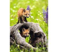 RAVENSBURGER puzzle Volpi curiose XXL 300 pezzi