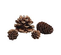 Rayher 55867505 Pigne, Naturale, Assortito, 2,5-6Cm, Set 25Pz