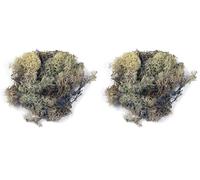 Rayher 8503231 Muschio Islandese, Naturale, Busta 100 g (Confezione da 2)