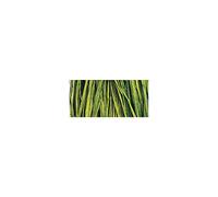 Rayher Rafia Naturale, Verde Maggio, Matassa 25 G, 5215085