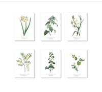 Readyprint Set 6 Stampe tavole botaniche antiche mis.13x18 cm, quadretti decorativi vintage in cartoncino patinato (no cornici)