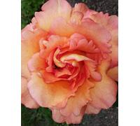 Real Garden Rose Notebook: Peach Floral Lined Journal for Women, 100 Pages, 8.5 x 11 Large, Authentic Flower Photography Cover: vol.1