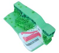 Realistico PVC Struttura Della Foglia Modello Anatomico Modelli Anatomici Vegetali Professionali Biologia Sussidio Didattico Per I Laboratori Strumento Educativo Anatomia