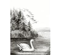 Rebel Walls Carta da parati panoramica Swan Lake - Black/ White