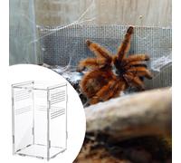 Recinto per ragni saltatori Recinto trasparente per tarantole serpenti,