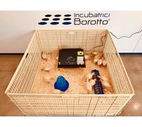 RECINTO SVEZZAMENTO PER 40 PULCINI | CHIOCCIA ARTIFICIALE | IL DOPO INCUBATRICE