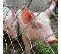Recinzione per bestiame resistente, rete metallica super resistente agli urti per protezione e sicurezza degli animali da fattoria