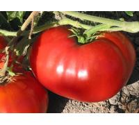 Record del mondo holder- Delicious pomodoro 60+ semi biologici freschi per il 2017.