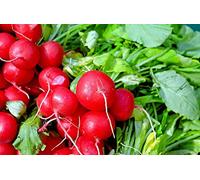 Red Comet Radish 100+ Organic Heirloom Seeds 25 Days to Harvest, Crisp Non-GMO: Seeds:packing seeds only