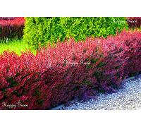 Red Crespino - Berberis Thunbergii - Atropurpurea - 60 Semi - grande per:Seeds