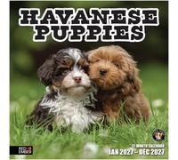 RED EMBER Calendario da parete 2027 con cuccioli Havanese, 12 mesi, 30,5 x | Carta spessa e robusta | Calendario 2027 con cucciolo di cane carino
