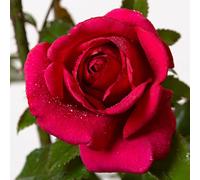 Red Flame®, rosa viva Rose Barni®, rosa rampicante rifiorente in vaso con fiori grandi dal profumo intenso, color rosso cardinale, cod 16076.