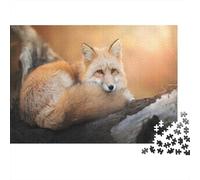 Red Fox Resting-Wild Animal Portrait 1000 Piece for Women & Men Fox Curled on Stone Fun And Challenging Family Game Gift Idea 52x38cm/1000pcs