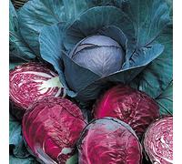 Red Giustizia sommaria Cabbage 150 Seeds - Heirloom - Veggie Seeds ONLY
