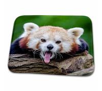Red Panda Bear In The Wildlife Nature Animal Zerbino Ingresso Antiscivolo Zerbino Asciugapassi Confortevole Tappeto Da Bagno Per Esterno Interno Cucina 40X60 Cm