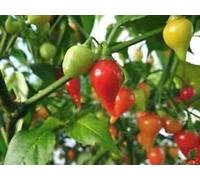 Red Pepper Biquinho, 10 Seeds (Capsicum chinense) brasiliano Heirloom Pepper!