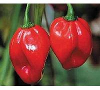 ® Red Savina Hot Pepper 10+ Seeds The Last World Record Holder for Hot : Package Contains Seeds