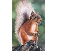 Red Squirrel Notebook / Journal 8.5x5.5” (approx. A5): 160 lined white pages, glossy hard cover featuring artwork by British Artist Sally Sturgess