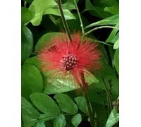Ref Powder Puff Flower Gratitude Journal: 8.5 x 11 100 lined pages in softcover notebook for self-reflection