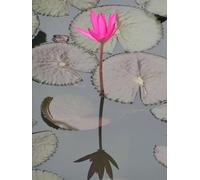 Reflcet and Rise: Gratitude prompts, positive affirmations, mindfulness trackers & motivational quotes