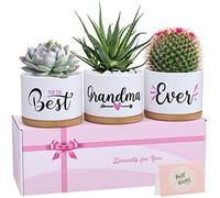 Regali di compleanno della nonna per la nonna dei nipoti, i migliori vasi succulenti della nonna di sempre con 3 strumenti minimi sono idee regalo uniche e arrivano splendidamente in confezione regalo