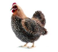 Regalo ideale per animali di peluche Hansa Hen da 35 cm, realistici, adorabili,