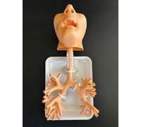 Regalo medico, modello di anatomia dell'albero bronchiale in resina, modello di allenamento per broncoscopia, set in fibra bronchiale, per insegnamento medico, apprendimento infermieristico scolastico
