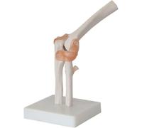 Regalo medico, modello di articolazione umana da 6 pezzi, set di repliche anatomiche, inclusi piede, anca, ginocchio, spalla e gomito, for studio didattico, strumento dimostrativo clinico(A)