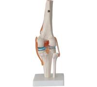 Regalo medico, modello di articolazione umana da 6 pezzi, set di repliche anatomiche, inclusi piede, anca, ginocchio, spalla e gomito, for studio didattico, strumento dimostrativo clinico(E)