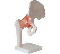 Regalo medico, modello di articolazione umana da 6 pezzi, set di repliche anatomiche, inclusi piede, anca, ginocchio, spalla e gomito, for studio didattico, strumento dimostrativo clinico(B)