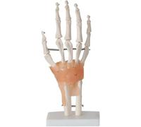 Regalo medico, modello di articolazione umana da 6 pezzi, set di repliche anatomiche, inclusi piede, anca, ginocchio, spalla e gomito, for studio didattico, strumento dimostrativo clinico(D)