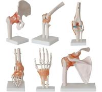 Regalo medico, modello di articolazione umana da 6 pezzi, set di repliche anatomiche, inclusi piede, anca, ginocchio, spalla e gomito, for studio didattico, strumento dimostrativo clinico(1 set)