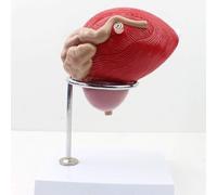 Regalo medico, modello di organo genitale maschile, modello di insegnamento anatomico di anatomia dell'uretra, modello di prostata della vescica umana, anatomia del sistema urogenitale