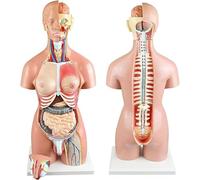 Regalo medico, modello di torso umano bisessuale, modello del corpo umano da 55 cm, modello didattico anatomico rimovibile da 21 pezzi, schiena aperta che espone gli strati muscolari