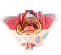 Regalo medico, modello pelvico a grandezza naturale, modello del perineo, modello anatomico dei muscoli del pavimento pelvico femminile in 4 parti, modello di scheletro pelvico femminile